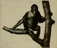 An illustration from Men of the old stone age, their environment, life and art (1918)