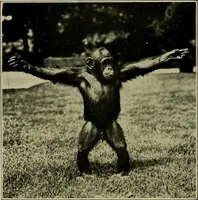 Picture 19 of 282 from Men of the old stone age, their environment, life and art (1918), leaf 95