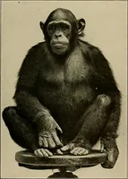 An illustration from Men of the old stone age, their environment, life and art (1918)