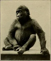 An illustration from Men of the old stone age, their environment, life and art (1918)
