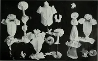 Picture 281 of 302 from Men's wear of Canada (April-December 1911) (1911), leaf 300
