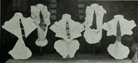 Picture 239 of 496 from Men's wear of Canada (January-December 1913) (1913), leaf 288
