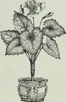Picture 313 of 496 from Men's wear of Canada (January-December 1913) (1913), leaf 374