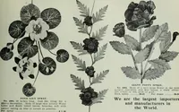 Picture 323 of 496 from Men's wear of Canada (January-December 1913) (1913), leaf 386