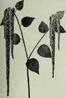 An illustration from Men's wear of Canada (January-December 1913) (1913)