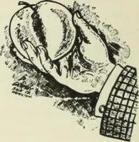 An illustration from Men's wear of Canada (January-December 1913) (1913)