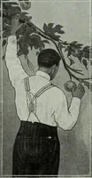 Picture 37 of 455 from Men's wear of Canada (January-December 1914) (1914), leaf 34