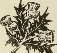 Picture 284 of 1057 from Men's wear of Canada (January-December 1919) (1919), leaf 259