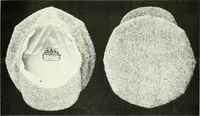 An illustration from Men's wear of Canada (January-December 1920) (1920)