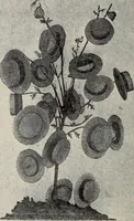 An illustration from Men's wear of Canada (January-December 1921) (1921)