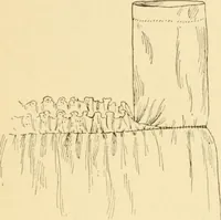 Picture 22 of 29 from Mental development and manual training combined, taking up the one stitch dropped in sewing by drills to sound-singing (1899), leaf 42