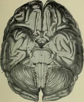 An illustration from The mental functions of the brain : an investigation into their localisation and their manifestation in health and disease (1901)