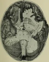 An illustration from The mental functions of the brain : an investigation into their localisation and their manifestation in health and disease (1901)