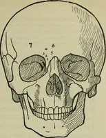 An illustration from The mental functions of the brain : an investigation into their localisation and their manifestation in health and disease (1901)