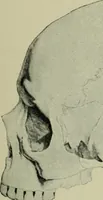 An illustration from The mental functions of the brain : an investigation into their localisation and their manifestation in health and disease (1901)