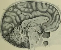 An illustration from The mental functions of the brain : an investigation into their localisation and their manifestation in health and disease (1901)