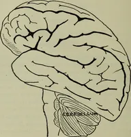 An illustration from The mental functions of the brain : an investigation into their localisation and their manifestation in health and disease (1901)