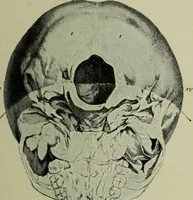 Picture 26 of 36 from The mental functions of the brain : an investigation into their localisation and their manifestation in health and disease (1901), leaf 356