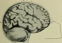 An illustration from The mental functions of the brain : an investigation into their localisation and their manifestation in health and disease (1901)