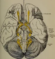 Picture 29 of 33 from Mental and physical ease and supremacy; (1914), leaf 258