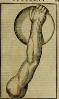 Picture 26 of 32 from Hieronymi Mercvrialis De arte gymnastica libri sex : in quibus exercitationum omnium vetustarum genera, loca, modi, facultates, & quidquid deniq. ad corporis humani exercitationes pertinet, diligenter explicatur .. (1573), leaf 144