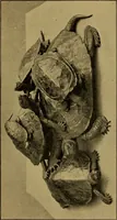An illustration from Metals and metal-working in old Japan (1915)
