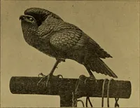 An illustration from Metals and metal-working in old Japan (1915)