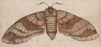 Picture 3 of 18 from Metamorphosis naturalis, ofte historische beschryvinghe van den oirspronck, aerd, eygenschappen ende vreemde veranderinghen der wormen, rupsen, maeden, vliegen, witjens, byen, motten en dierghelijcke dierkens meer; niet uyt eenighe boecken, maer alleenelijck door eygen ervarentheydt uytgevonden, beschreven, ende na de konst afgeteyckent (1662), leaf 151