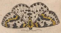 An illustration from Metamorphosis naturalis, ofte historische beschryvinghe van den oirspronck, aerd, eygenschappen ende vreemde veranderinghen der wormen, rupsen, maeden, vliegen, witjens, byen, motten en dierghelijcke dierkens meer; niet uyt eenighe boecken, maer alleenelijck door eygen ervarentheydt uytgevonden, beschreven, ende na de konst afgeteyckent (1662)