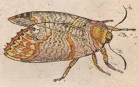 An illustration from Metamorphosis naturalis, ofte historische beschryvinghe van den oirspronck, aerd, eygenschappen ende vreemde veranderinghen der wormen, rupsen, maeden, vliegen, witjens, byen, motten en dierghelijcke dierkens meer; niet uyt eenighe boecken, maer alleenelijck door eygen ervarentheydt uytgevonden, beschreven, ende na de konst afgeteyckent (1662)