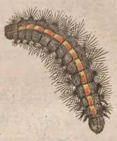 Picture 6 of 18 from Metamorphosis naturalis, ofte historische beschryvinghe van den oirspronck, aerd, eygenschappen ende vreemde veranderinghen der wormen, rupsen, maeden, vliegen, witjens, byen, motten en dierghelijcke dierkens meer; niet uyt eenighe boecken, maer alleenelijck door eygen ervarentheydt uytgevonden, beschreven, ende na de konst afgeteyckent (1662), leaf 199
