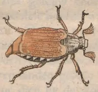 An illustration from Metamorphosis naturalis, ofte historische beschryvinghe van den oirspronck, aerd, eygenschappen ende vreemde veranderinghen der wormen, rupsen, maeden, vliegen, witjens, byen, motten en dierghelijcke dierkens meer; niet uyt eenighe boecken, maer alleenelijck door eygen ervarentheydt uytgevonden, beschreven, ende na de konst afgeteyckent (1662)