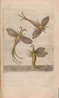 An illustration from Metamorphosis naturalis, ofte historische beschryvinghe van den oirspronck, aerd, eygenschappen ende vreemde veranderinghen der wormen, rupsen, maeden, vliegen, witjens, byen, motten en dierghelijcke dierkens meer; niet uyt eenighe boecken, maer alleenelijck door eygen ervarentheydt uytgevonden, beschreven, ende na de konst afgeteyckent (1662)
