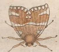 Picture 13 of 18 from Metamorphosis naturalis, ofte historische beschryvinghe van den oirspronck, aerd, eygenschappen ende vreemde veranderinghen der wormen, rupsen, maeden, vliegen, witjens, byen, motten en dierghelijcke dierkens meer; niet uyt eenighe boecken, maer alleenelijck door eygen ervarentheydt uytgevonden, beschreven, ende na de konst afgeteyckent (1662), leaf 523