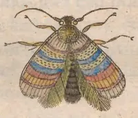 Picture 14 of 18 from Metamorphosis naturalis, ofte historische beschryvinghe van den oirspronck, aerd, eygenschappen ende vreemde veranderinghen der wormen, rupsen, maeden, vliegen, witjens, byen, motten en dierghelijcke dierkens meer; niet uyt eenighe boecken, maer alleenelijck door eygen ervarentheydt uytgevonden, beschreven, ende na de konst afgeteyckent (1662), leaf 533