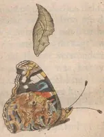 An illustration from Metamorphosis naturalis, ofte historische beschryvinghe van den oirspronck, aerd, eygenschappen ende vreemde veranderinghen der wormen, rupsen, maeden, vliegen, witjens, byen, motten en dierghelijcke dierkens meer; niet uyt eenighe boecken, maer alleenelijck door eygen ervarentheydt uytgevonden, beschreven, ende na de konst afgeteyckent (1662)