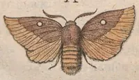 An illustration from Metamorphosis naturalis, ofte historische beschryvinghe van den oirspronck, aerd, eygenschappen ende vreemde veranderinghen der wormen, rupsen, maeden, vliegen, witjens, byen, motten en dierghelijcke dierkens meer; niet uyt eenighe boecken, maer alleenelijck door eygen ervarentheydt uytgevonden, beschreven, ende na de konst afgeteyckent (1662)