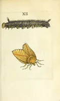 Picture 3 of 13 from Metamorphosis naturalis, ofte Historische beschryvinghe van den oirspronk, aerd, eygenschappen ende vreemde veranderinghen der wormen, rupsen, maeden, vliegen, witjens, byen, motten ende dierghelijcke dierkens meer; niet uyt eenighe boecken, maer alleenelijck door eygen ervarentheyd uytgevonden, beschreven, en na da konst afgeteyckent (1662), leaf 121