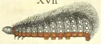 Picture 4 of 13 from Metamorphosis naturalis, ofte Historische beschryvinghe van den oirspronk, aerd, eygenschappen ende vreemde veranderinghen der wormen, rupsen, maeden, vliegen, witjens, byen, motten ende dierghelijcke dierkens meer; niet uyt eenighe boecken, maer alleenelijck door eygen ervarentheyd uytgevonden, beschreven, en na da konst afgeteyckent (1662), leaf 137
