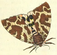 Picture 5 of 13 from Metamorphosis naturalis, ofte Historische beschryvinghe van den oirspronk, aerd, eygenschappen ende vreemde veranderinghen der wormen, rupsen, maeden, vliegen, witjens, byen, motten ende dierghelijcke dierkens meer; niet uyt eenighe boecken, maer alleenelijck door eygen ervarentheyd uytgevonden, beschreven, en na da konst afgeteyckent (1662), leaf 137