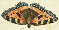 Picture 6 of 13 from Metamorphosis naturalis, ofte Historische beschryvinghe van den oirspronk, aerd, eygenschappen ende vreemde veranderinghen der wormen, rupsen, maeden, vliegen, witjens, byen, motten ende dierghelijcke dierkens meer; niet uyt eenighe boecken, maer alleenelijck door eygen ervarentheyd uytgevonden, beschreven, en na da konst afgeteyckent (1662), leaf 149