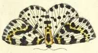 Picture 7 of 13 from Metamorphosis naturalis, ofte Historische beschryvinghe van den oirspronk, aerd, eygenschappen ende vreemde veranderinghen der wormen, rupsen, maeden, vliegen, witjens, byen, motten ende dierghelijcke dierkens meer; niet uyt eenighe boecken, maer alleenelijck door eygen ervarentheyd uytgevonden, beschreven, en na da konst afgeteyckent (1662), leaf 187