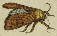 An illustration from Metamorphosis naturalis, ofte Historische beschryvinghe van den oirspronk, aerd, eygenschappen ende vreemde veranderinghen der wormen, rupsen, maeden, vliegen, witjens, byen, motten ende dierghelijcke dierkens meer; niet uyt eenighe boecken, maer alleenelijck door eygen ervarentheyd uytgevonden, beschreven, en na da konst afgeteyckent (1662)