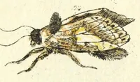 Picture 10 of 13 from Metamorphosis naturalis, ofte Historische beschryvinghe van den oirspronk, aerd, eygenschappen ende vreemde veranderinghen der wormen, rupsen, maeden, vliegen, witjens, byen, motten ende dierghelijcke dierkens meer; niet uyt eenighe boecken, maer alleenelijck door eygen ervarentheyd uytgevonden, beschreven, en na da konst afgeteyckent (1662), leaf 281