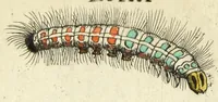 An illustration from Metamorphosis naturalis, ofte Historische beschryvinghe van den oirspronk, aerd, eygenschappen ende vreemde veranderinghen der wormen, rupsen, maeden, vliegen, witjens, byen, motten ende dierghelijcke dierkens meer; niet uyt eenighe boecken, maer alleenelijck door eygen ervarentheyd uytgevonden, beschreven, en na da konst afgeteyckent (1662)