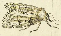 Picture 12 of 13 from Metamorphosis naturalis, ofte Historische beschryvinghe van den oirspronk, aerd, eygenschappen ende vreemde veranderinghen der wormen, rupsen, maeden, vliegen, witjens, byen, motten ende dierghelijcke dierkens meer; niet uyt eenighe boecken, maer alleenelijck door eygen ervarentheyd uytgevonden, beschreven, en na da konst afgeteyckent (1662), leaf 287