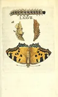 Picture 13 of 13 from Metamorphosis naturalis, ofte Historische beschryvinghe van den oirspronk, aerd, eygenschappen ende vreemde veranderinghen der wormen, rupsen, maeden, vliegen, witjens, byen, motten ende dierghelijcke dierkens meer; niet uyt eenighe boecken, maer alleenelijck door eygen ervarentheyd uytgevonden, beschreven, en na da konst afgeteyckent (1662), leaf 341