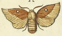 An illustration from Metamorphosis naturalis, ofte Historische beschryvinghe van den oirspronk, aerd, eygenschappen ende vreemde veranderinghen der wormen, rupsen, maeden, vliegen, witjens, byen, motten ende dierghelijcke dierkens meer; niet uyt eenighe boecken, maer alleenelijck door eygen ervarentheyd uytgevonden, beschreven, en na da konst afgeteyckent (1662)