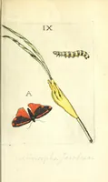 Picture 2 of 13 from Metamorphosis naturalis, ofte Historische beschryvinghe van den oirspronk, aerd, eygenschappen ende vreemde veranderinghen der wormen, rupsen, maeden, vliegen, witjens, byen, motten ende dierghelijcke dierkens meer; niet uyt eenighe boecken, maer alleenelijck door eygen ervarentheyd uytgevonden, beschreven, en na da konst afgeteyckent (1662), leaf 97