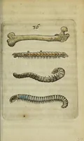 An illustration from Metamorphosis naturalis, ofte Historische beschryvinghe van den oirspronk, aerd, eygenschappen ende vreemde veranderinghen der wormen, rupsen, maeden, vliegen, witjens, byen, motten ende dierghelijcke dierkens meer; niet uyt eenighe boecken, maer alleenelijck door eygen ervarentheyd uytgevonden, beschreven, en na da konst afgeteyckent (1662)